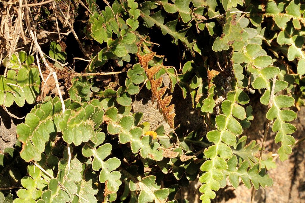 Asplenium ceterach - syn. Ceterach officinarum